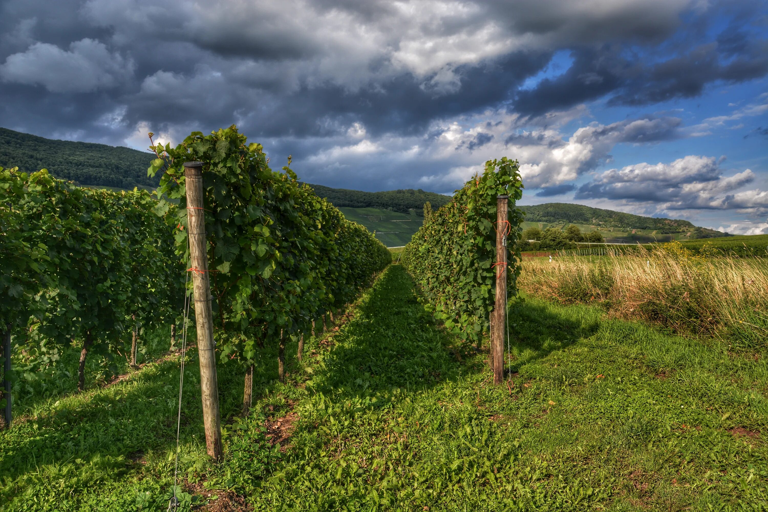 Виноградники в Пелопоннесе. Арарат виноградники. Южная Моравия Чехия виноградник.
