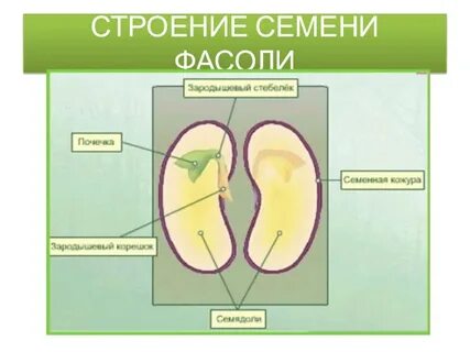 Строение семян 6 класс биология конспект