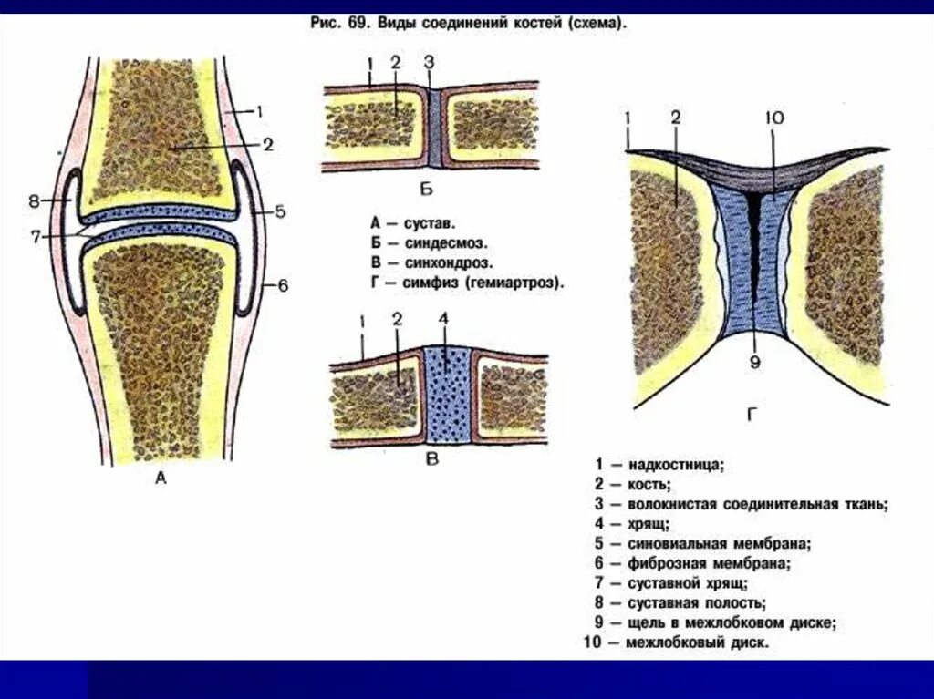 Непрерывные соединения костей анатомия. Схема непрерывных соединений костей. Типы соединения костей симфизы. Типы соединения костей рис 12.3.