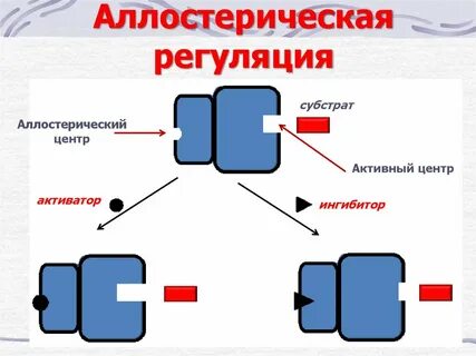 Аллостерическая регуляция