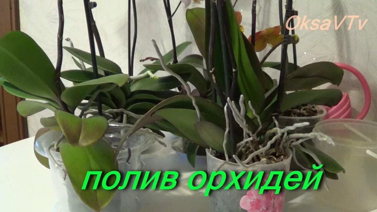 Орхидея полив весной. Орхидея фаленопсис полив. полив орхидей в домашних. орхидея уход в домашних условиях. орхидея как ухаживать в домашних условиях.