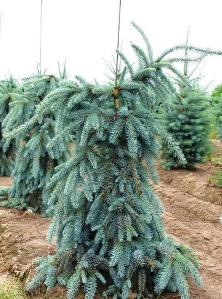 Ель голубая Picea pungens. Picea pungens the Blues. Ель Глаука Пендула. Ель плакучая блюз. Ель колючая blues