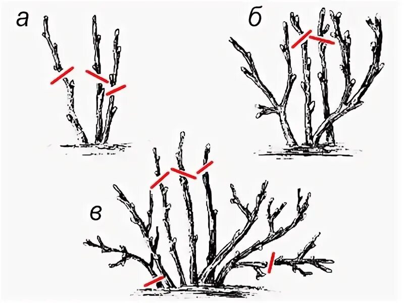 Обрезка крыжовника весной для начинающих в картинках. Обрезка смородины. Обрезка крыжовника весной. Обрезка крыжовника весной для начинающих в картинках пошагово.