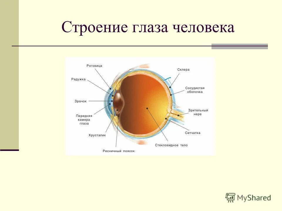 Строение глаза задание