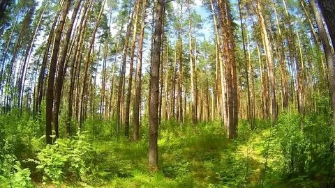 Шумит глухой лес