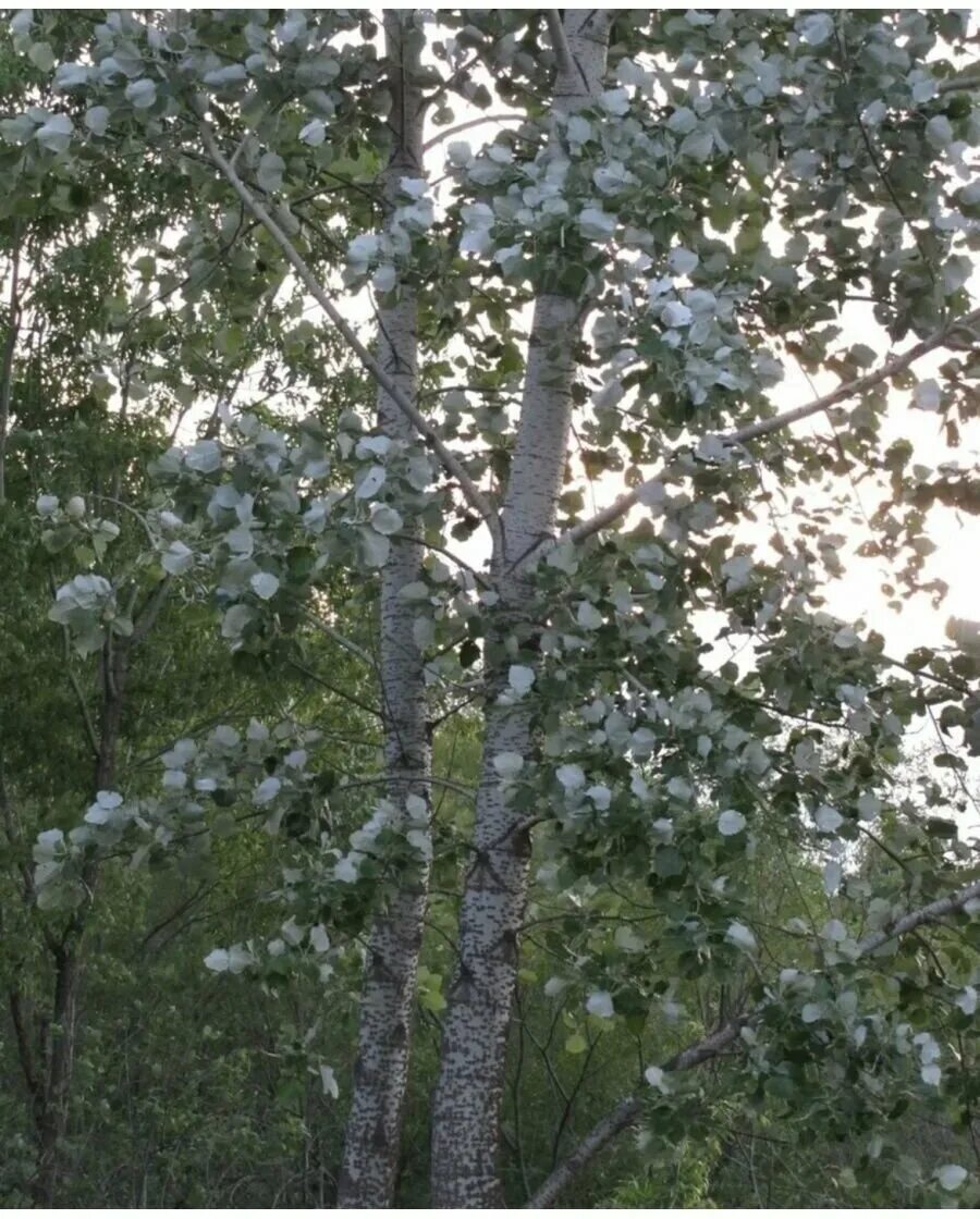 Тополь дерево. Тополь белый пирамидальный. Тополь белый пирамидалис. Populus alba тополь белый. Белый тополь белый клен.