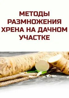 Как размножить хрен