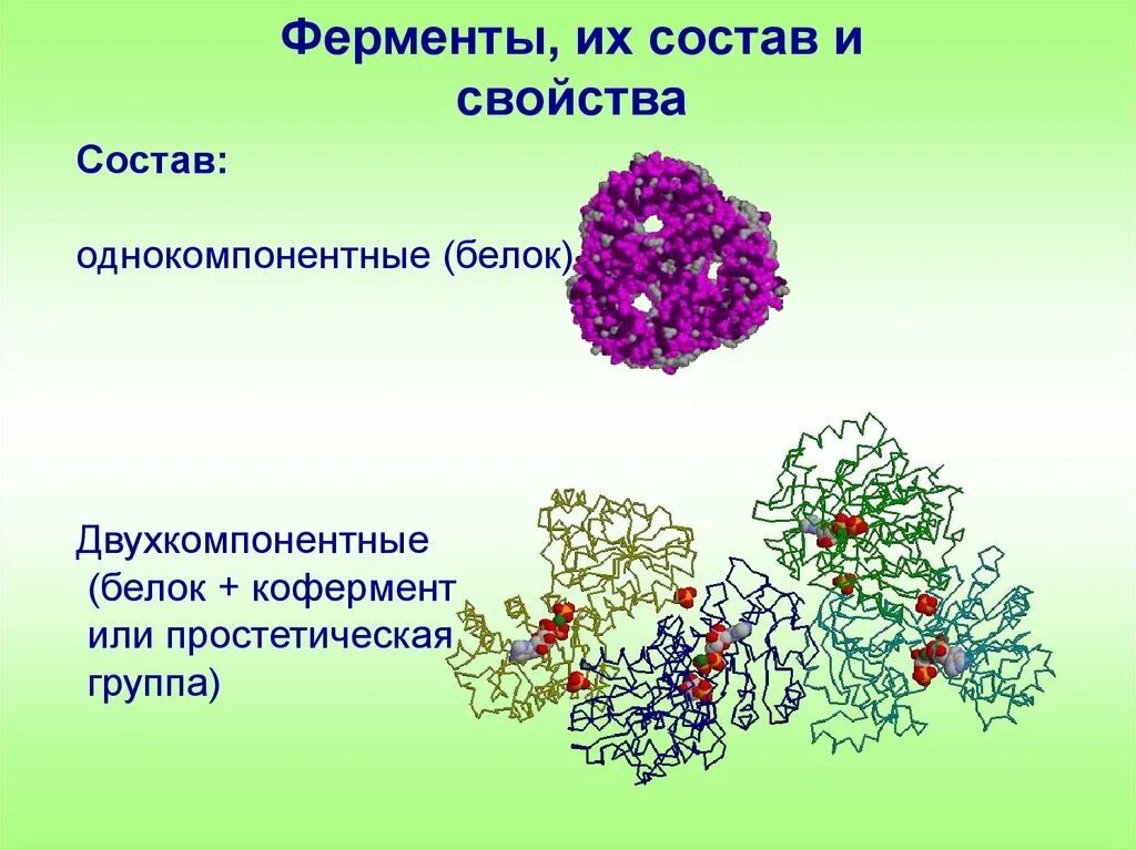 Три функции ферментов. Однокомпонентные ферменты. Двухкомпонентные ферменты. Ферменты однокомпонентные и двухкомпонентные. Ферменты состоят из.