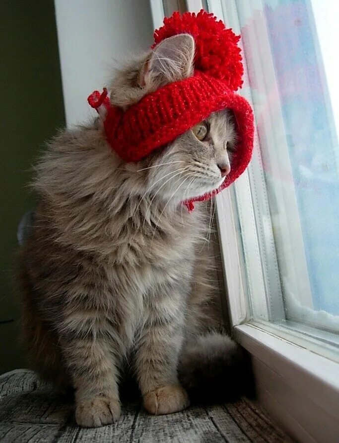 С добрым утром тепла холода. Холодает но ништяк согревает. Холодает но ништяк согревает. Кот мерзнет. Доброе утро смешно.