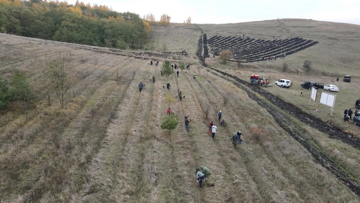 3 октября курск. 10 Деревьев Курской области. Лесничество Обоянского района. Кладбище в Курске в Тимском районе. Щигровское лесничество Курской области.