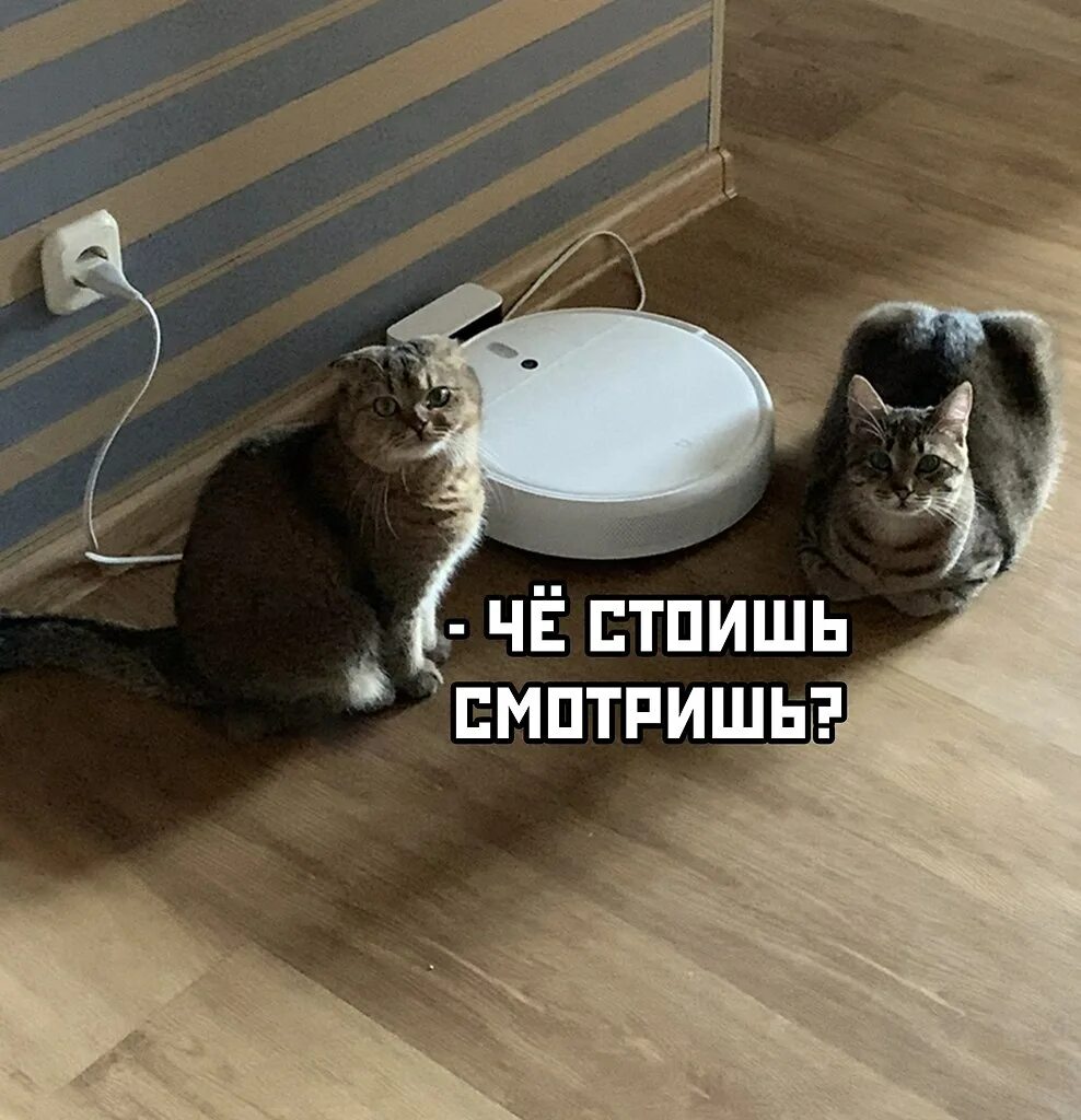 Включи нам 18. Маша (тз маши т медведт). Кот робот пылесос мем. Маша и медведь 2008. Маша и медведь.