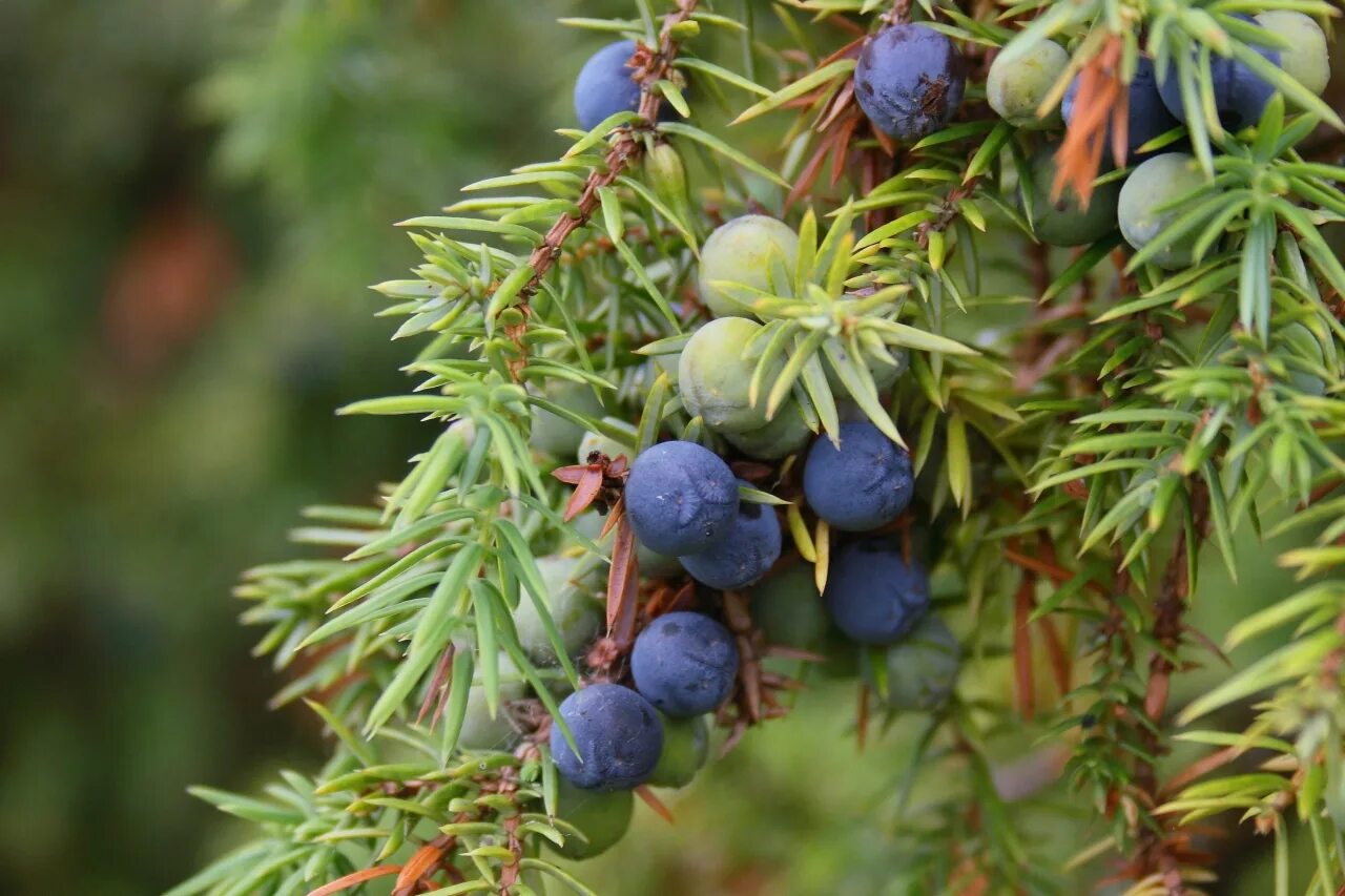 шишкоягоды можжевельника. можжевельник сибирский обыкновенный. можжевельник односемянный. можжевельник лесной ягоды. можжевельник лесной ягоды.