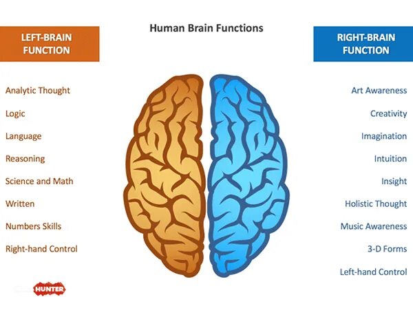 Right brained left brained. Left brain right brain. left and right brain functions. left right side of brain. functions of humans right and left brain.