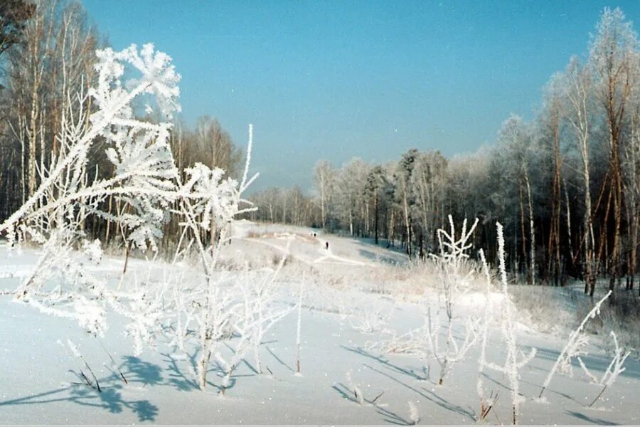 Новосибирская область зима. Новосибирская область зимой. Новосибирск природа зимой. Природа Новосибирской области зима.