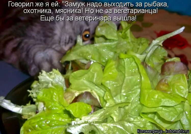 Кот сломался. Ешкин кот мем. Красоту ничем не испортишь. Котик в отпуске. Котоматрица свежак с надписями.