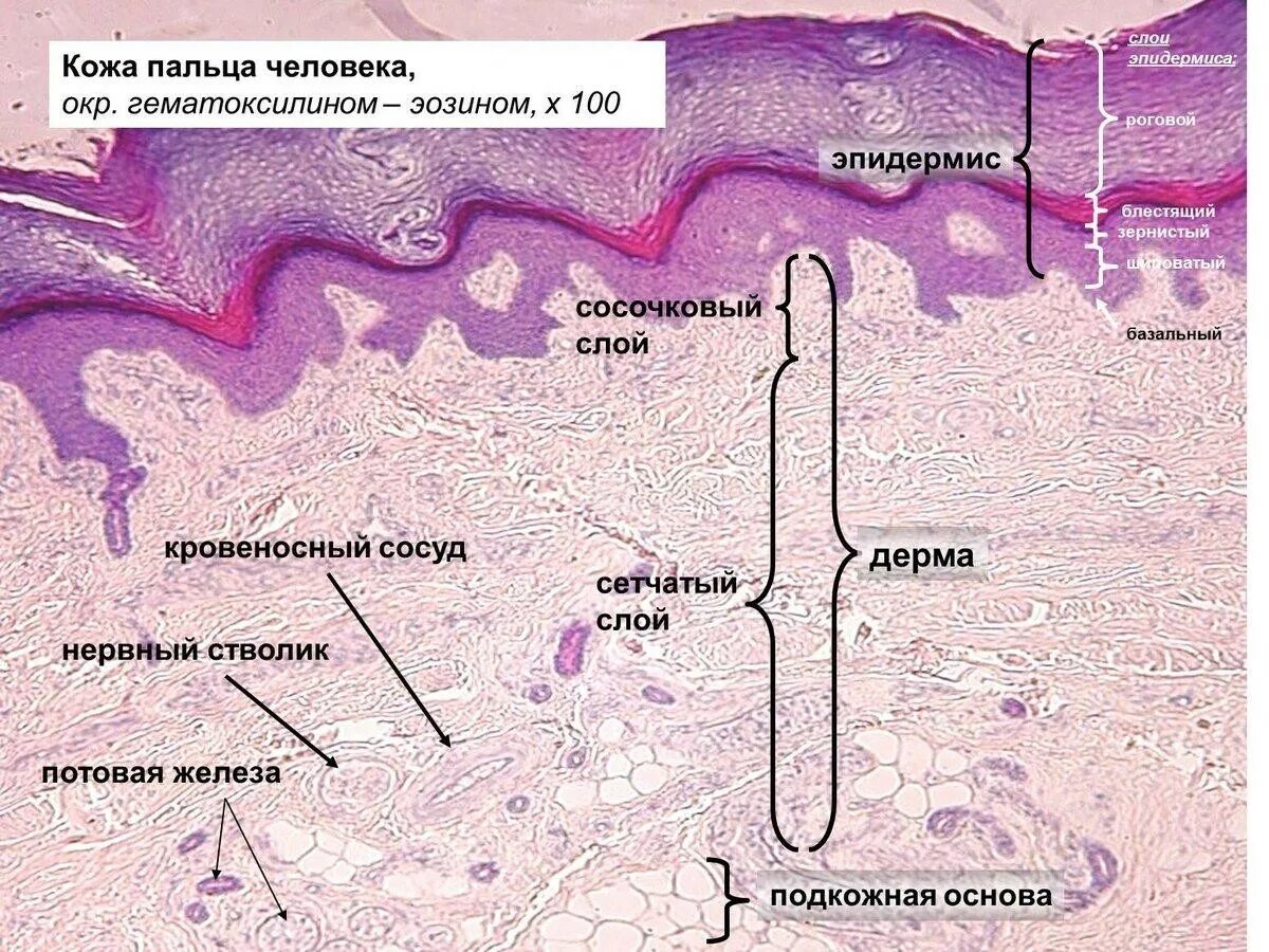 Кожа пальца человека («толстая» кожа) гистология. Слои эпидермиса толстой кожи гистология. Сосочковый слой кожи гистология. Дерма гистология препарат.