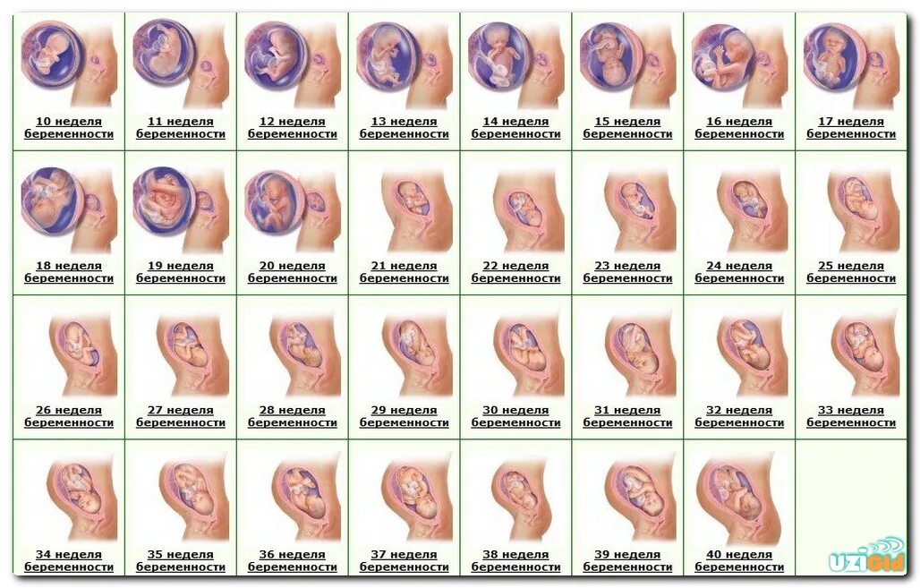 Беременна как выглядит 4 месяц Evolution Grossesse du début à la fin Evolution ventre grossesse, Ventre grosses