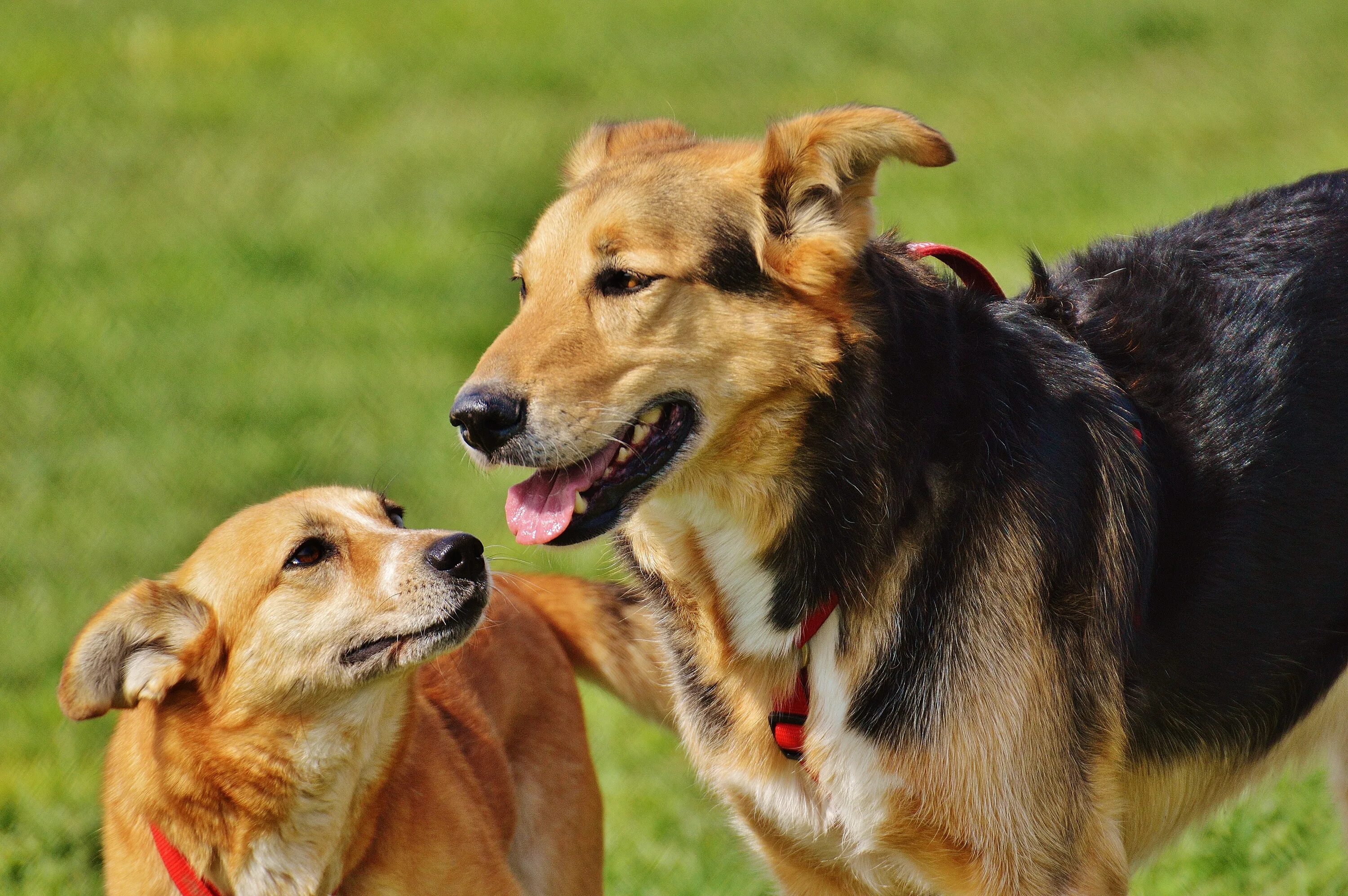 3 animals dogs. Собаки. Домашняя собака животные. Фото собак. Питомец собака.