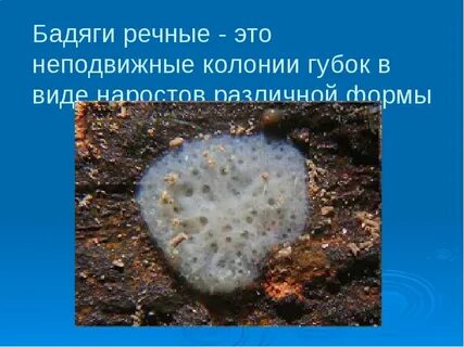 Пресноводная губка 6 букв