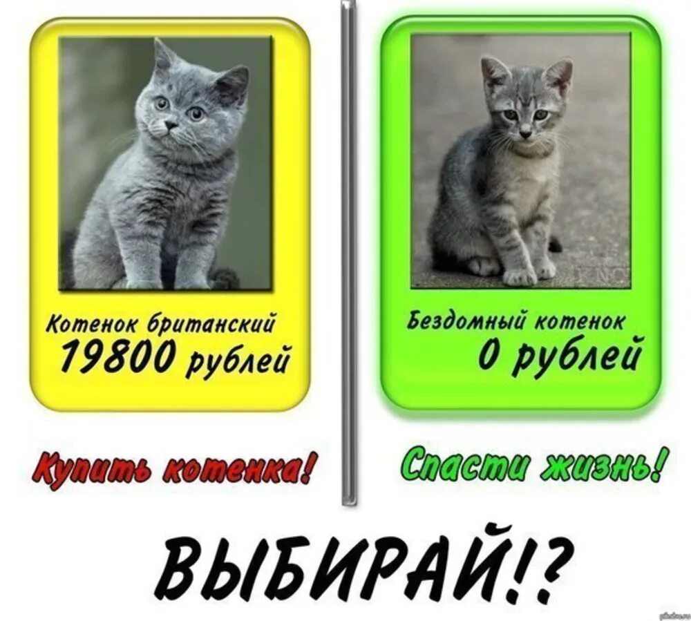 Пап купи котенка. Плакат возьми кота. Как уговорить родителей купить котенка. Возьми котенка с улицы. Забрать котенка с улицы.