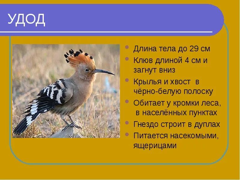 Программа удод. Сизый удод. хвост удода. доклад про удода. удод красная книга.