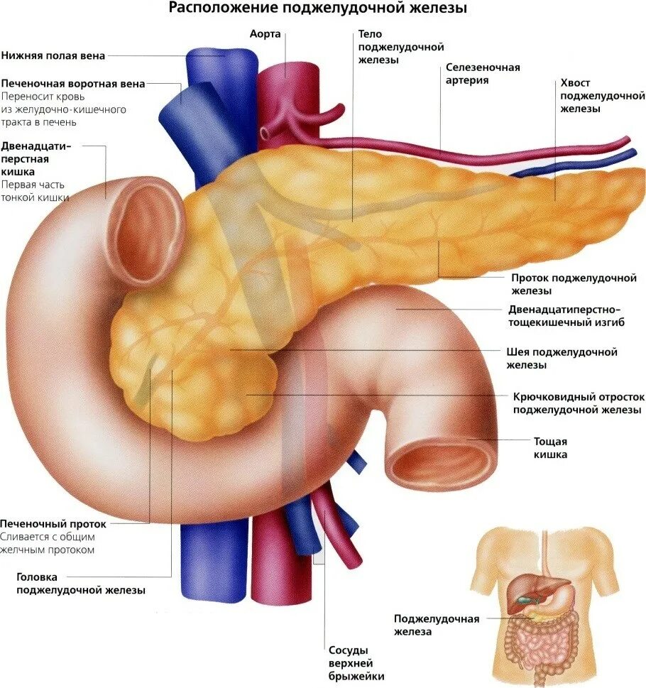 Где боли при поджелудочной железе. Поджелудочная железа анатомия человека. Анатомия поджелудочная железа расположение. Вена поджелудочной железы. Анатомическое расположение поджелудочной железы.