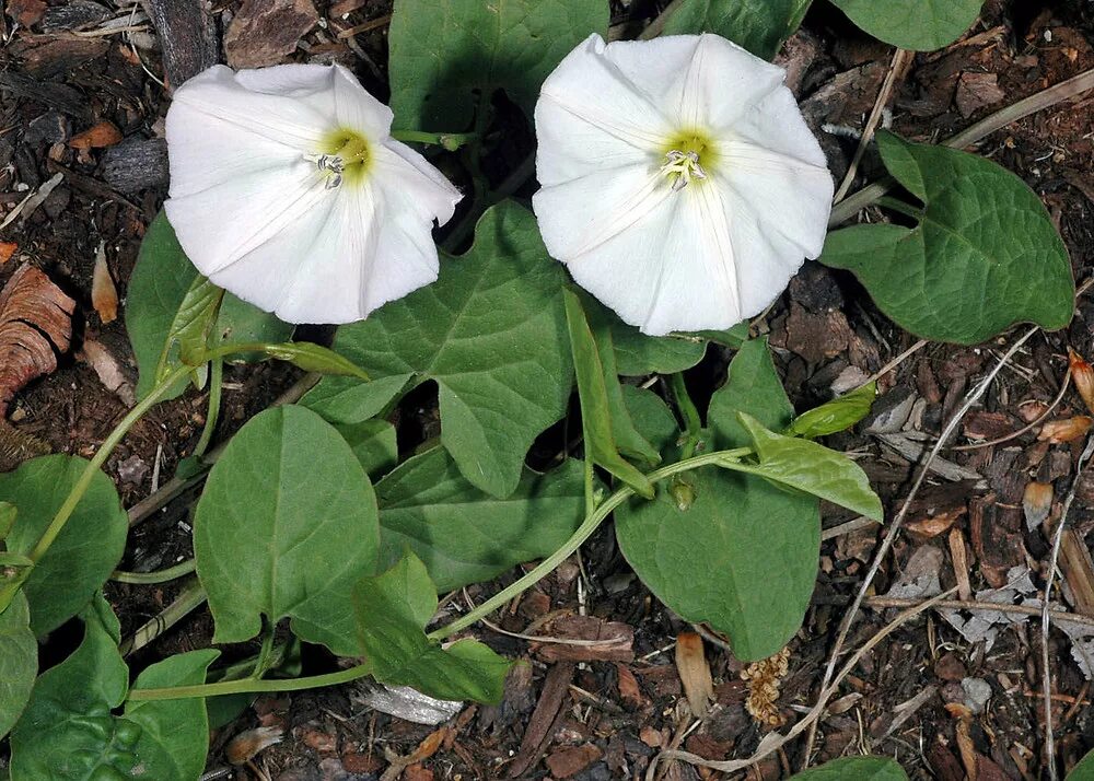 Вьюнок полевой. Вьюнок полевой (Convolvulus arvensis). Вьюнок полевой (Convōlvulus arvēnsis). Вьюнок Березка сорняк. Березка 6 букв