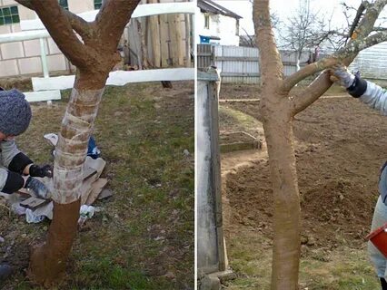 Спасаем яблоню