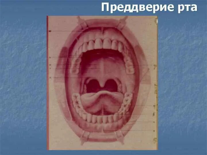 Строение ротовой полости преддверие рта. Строение преддверия рта. преддверие и собственно полость рта. нижний свод преддверия рта. преддверие ротовой полости ограничено.