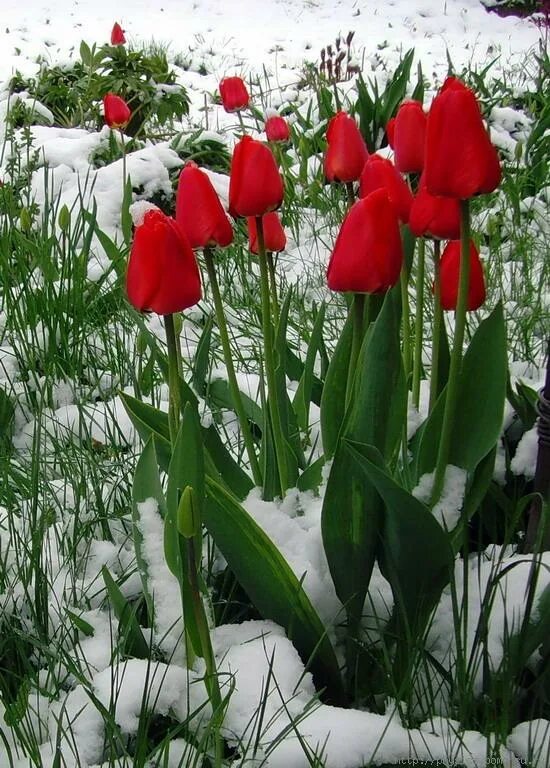 i?id=c3fae63cae423d4d3d800727b89b4276_l-