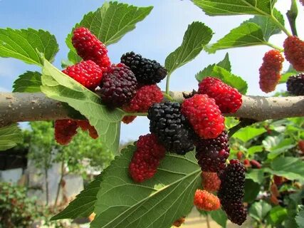 Mulberry перевод