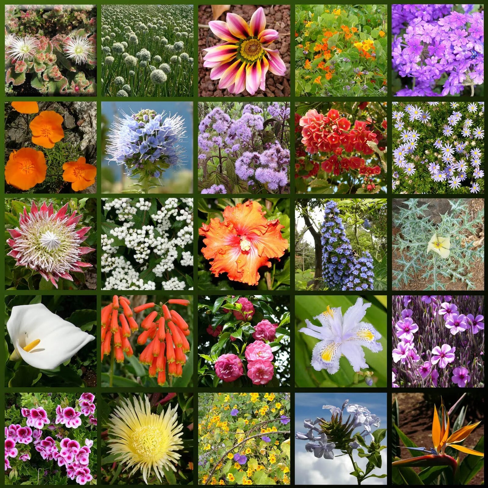 Красивые названия цветов растений. Разные растения. Цветковые растения. Разные цветы. Многообразие цветов в природе.