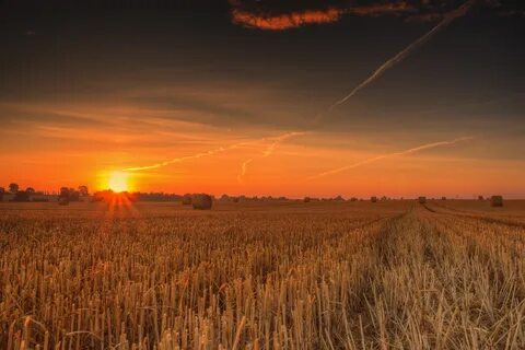 He field