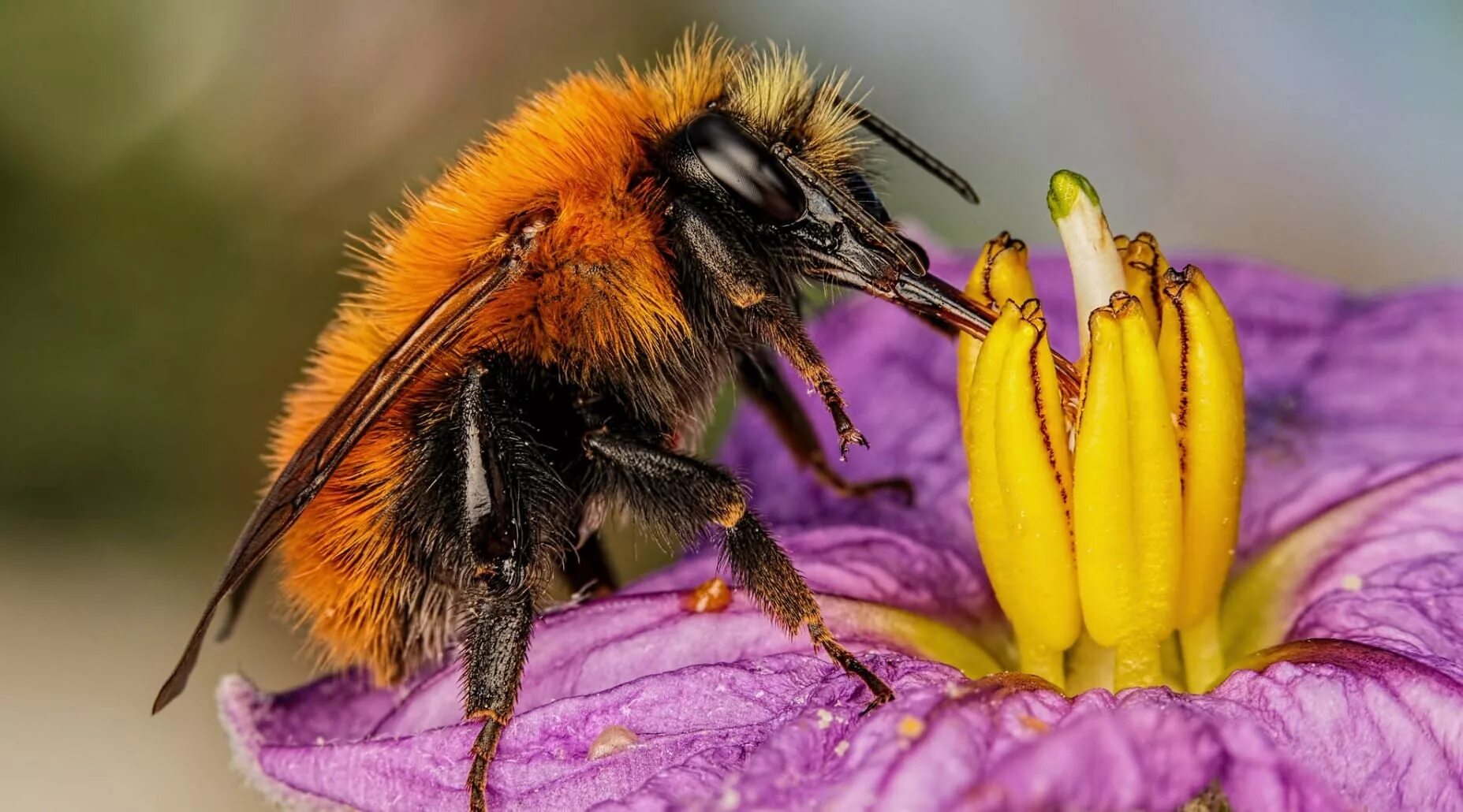 Пчела питается нектаром. Хоботок шмеля. Шмель Шренка – Bombus schrencki. Шмель полевой. Шмели опылители.