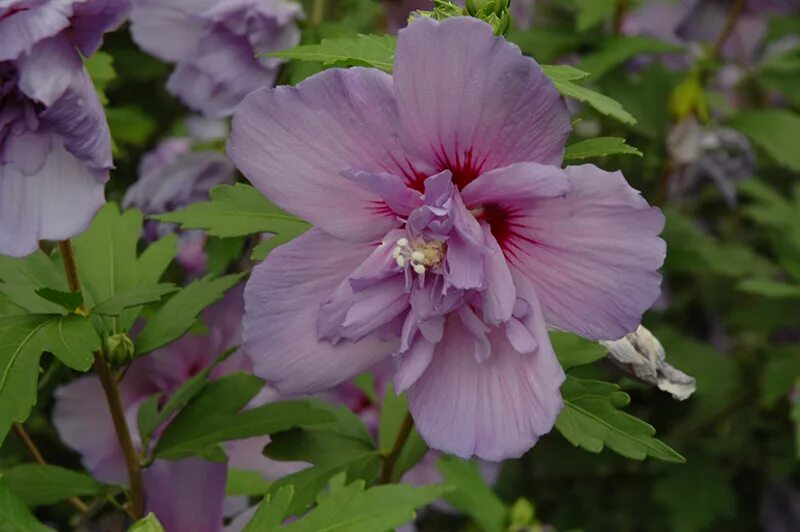 Гибискус маджента шифон. Гибискус маджента шифон. Гибискус сирийский lavender chiffon. Гибискус сирийский маджента чиффон. Гибискус сирийский дюк де брабант.