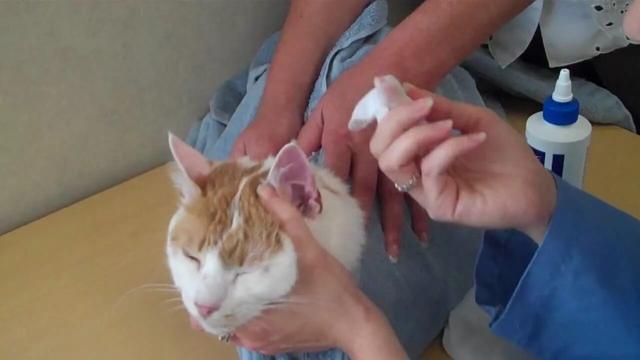 Как почистить кошке уши в домашних