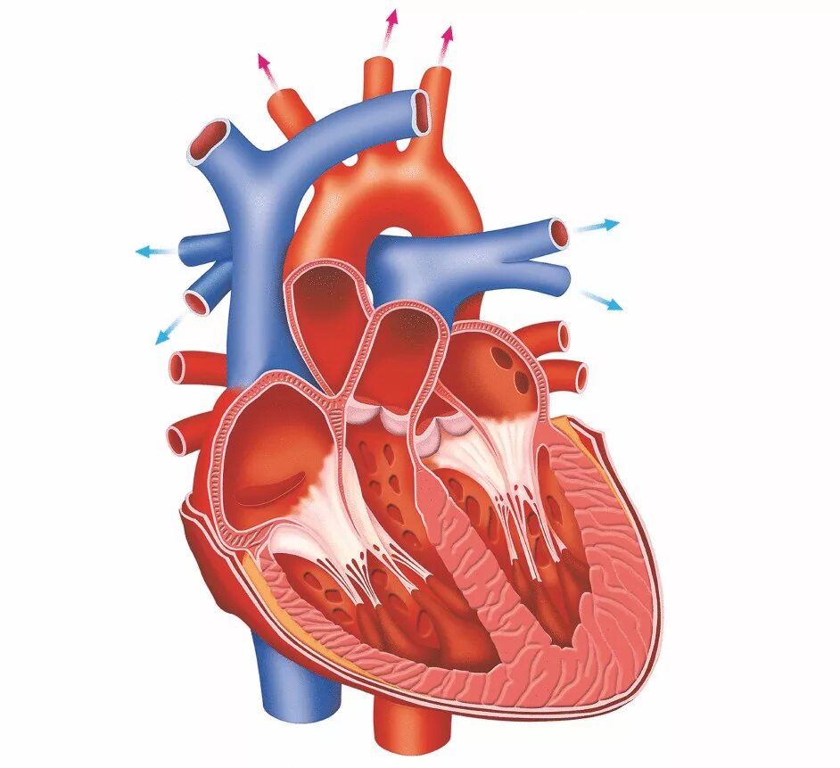 Сердце анатомия. Строение сердца. Строение сердца без подписей.