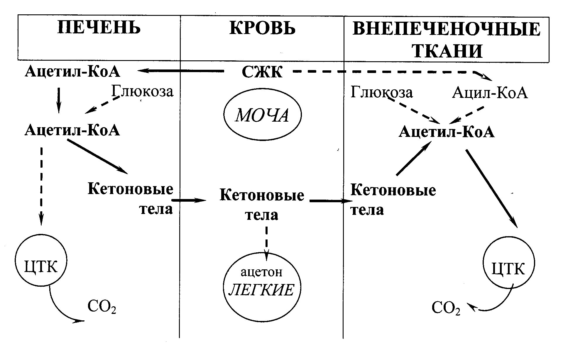 Распад тела. Образование кетоновых тел биохимия. Образование кетоновых тел биохимия схема. Синтез кетоновых тел биохимия. Схема синтеза кетоновых тел в биохимии.