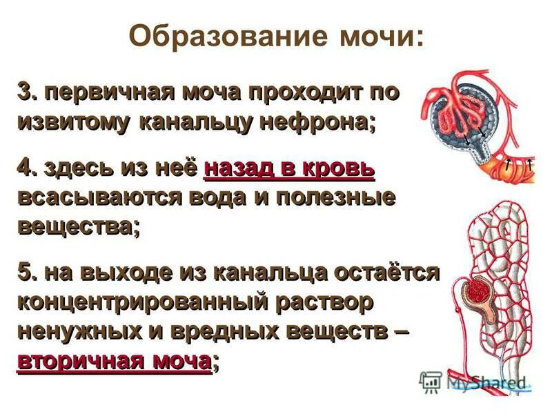 Первичная моча образуется в капсуле нефрона. Первичная моча образуется в капсуле нефрона. Первичная моча образуется в капсуле нефрона. Первичная моча образуется в капсуле нефрона. Первичная моча образуется в капсуле нефрона.
