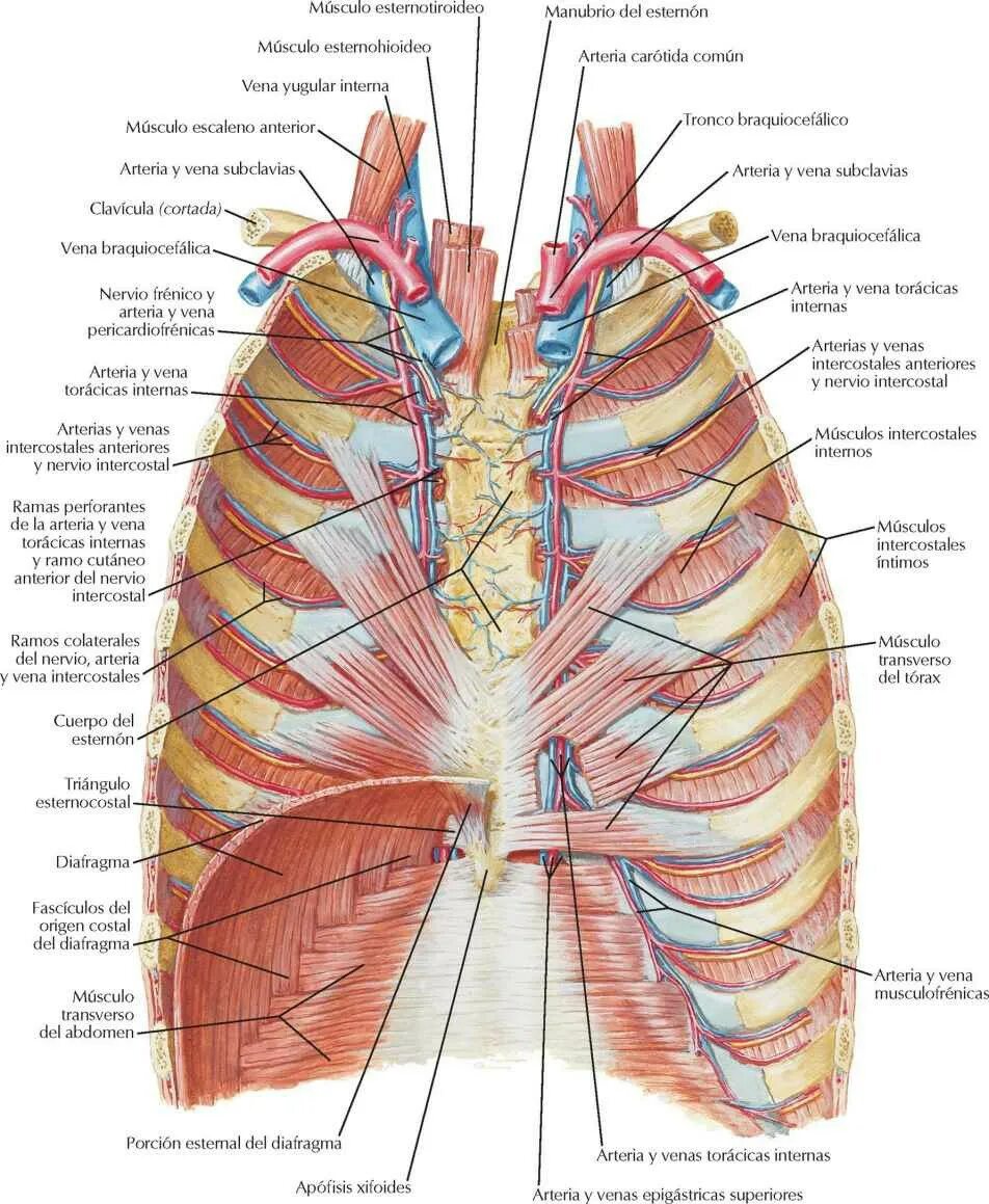 Диафрагма атлас Неттера. Анатомия грудной клетки Неттер. Атлас грудной клетки человека анатомия.