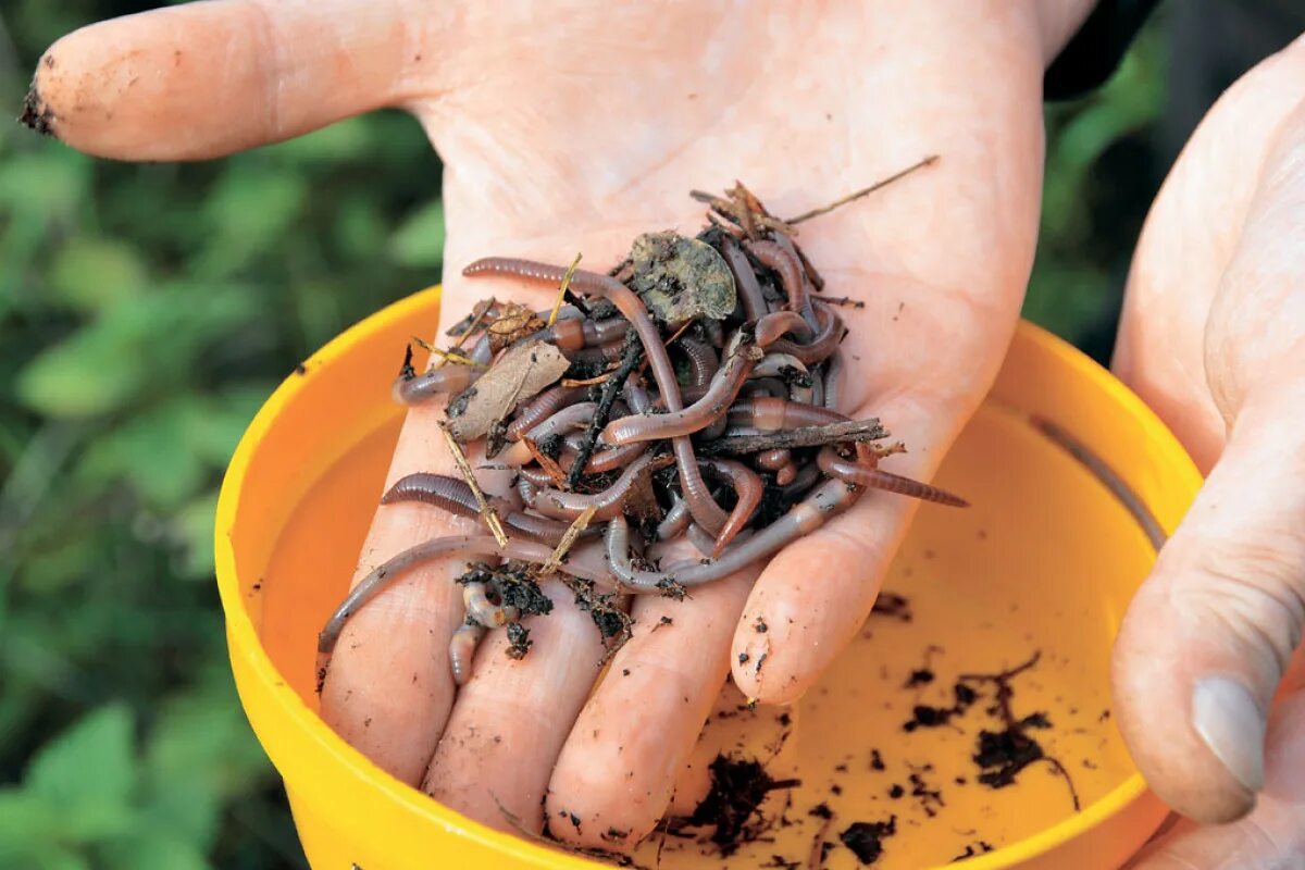 Вытаскивать червяков. Вытаскивать червяков. Игра вытащи червяка из фрукта. Вытаскивать червяков. Аскарит в кишечник человека.