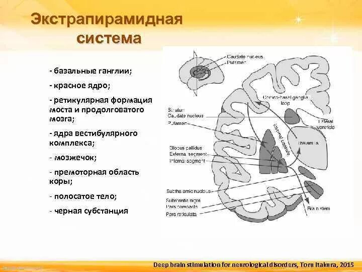 Какие из перечисленных структур расположены. Экстрапирамидная система строение функции. К ядрам экстрапирамидной системы относятся:. Экстрапирамидная система и мозжечок неврология. Базальные ядра экстрапирамидная система анатомия.