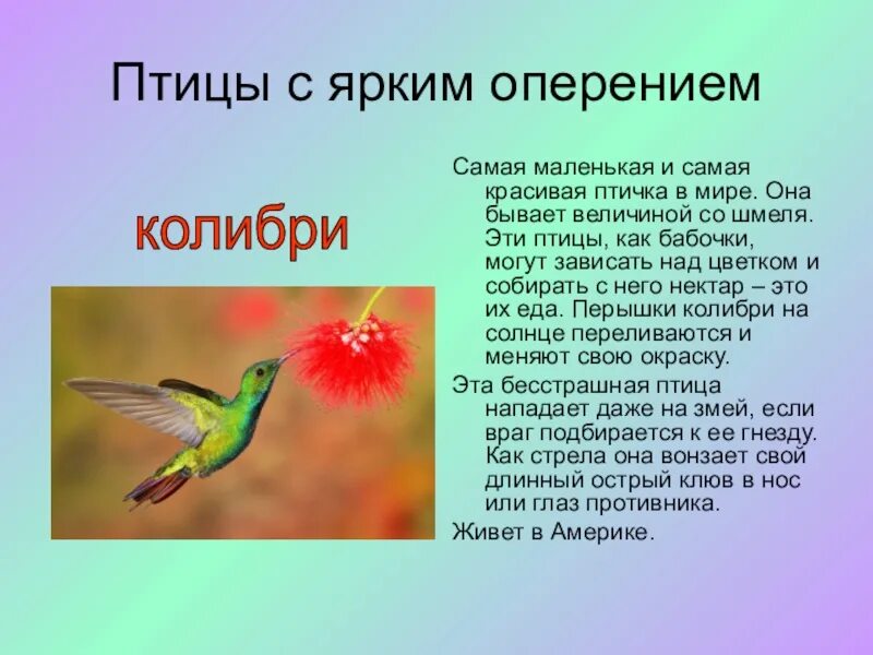Окружающий мир 1 класс сообщение о птице. Самые красивые птицы в мире презентация. сообщение про птицу красивую. красивая птичка с описание. доклад о красивых птиц.