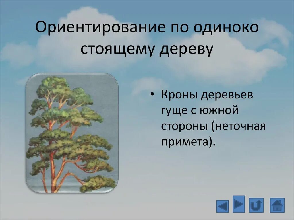 Какие деревья на южную сторону. Ориентирование по веткам деревьев. Ориентирование по Кроне деревьев. Ориентироваться по дереву. Ориентирование по одиноко стоящему дереву.