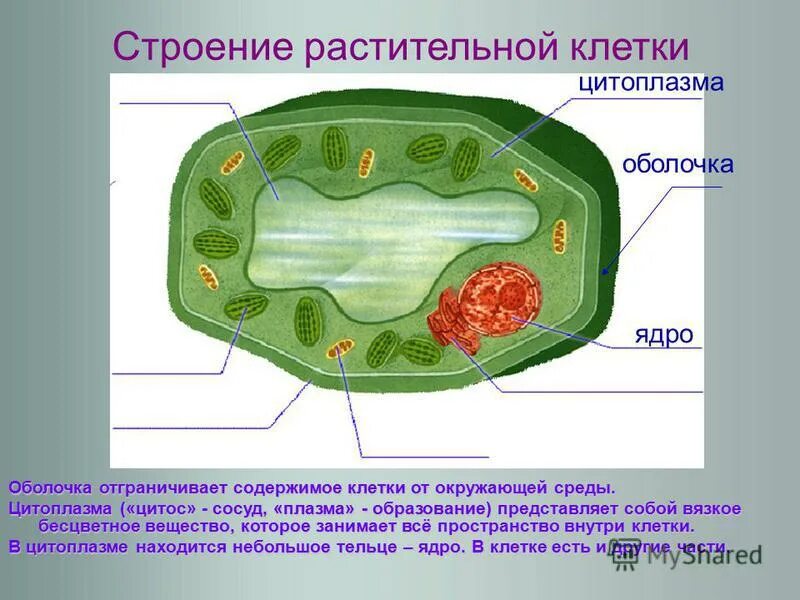 Строение растительной клетки мембрана цитоплазма 5 класс. Цитоплазма у клеток растений 6 класс. Строение цитоплазмы клетки растений. Мембрана растительной клетки 5 класс. Растительная клетка наличие ядра