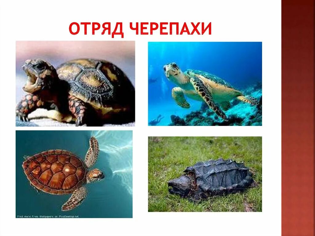 Отряды пресмыкающихся черепахи