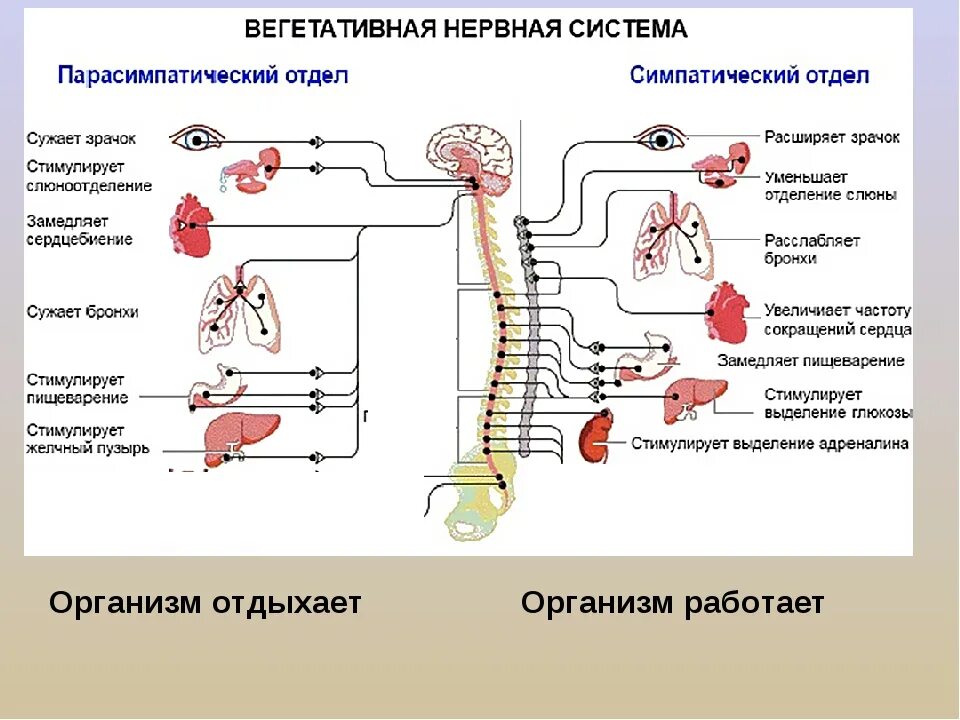 Парасимпатическая нервная система таблица. Парасимпатическая нервная система схема. Вегетативная нервная система таблица симпатическая нервная система. Симпатический отдел вегетативной системы.