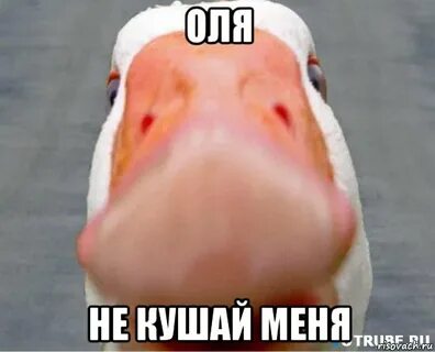Гуси без матов