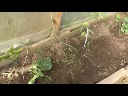 Видео арбузов привитых на тыкву