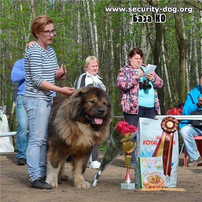 Тестирование собак для допуска в племенное разведение. Денеб кейтос звезда. Ркф т1. Rkf 3145141 вестфальдинг эдем. Тестирование поведения собак.